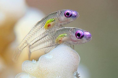 Underwater-Photography-2011-UM-Contest-500×333