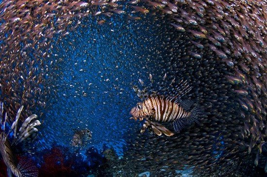 best-underwater-photography-9
