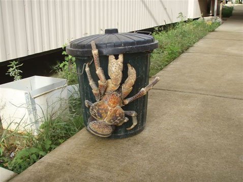 Giant Crab