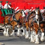 Budweiser clydesdales